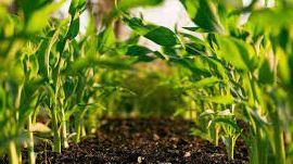 Agricultural Business