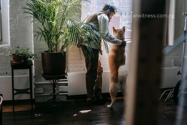 Canine Companion Explorer
