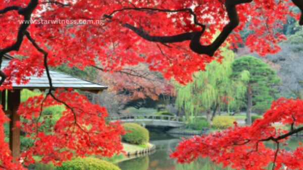Shinjuku Gyoen National Garden