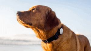 Smart Pet Devices